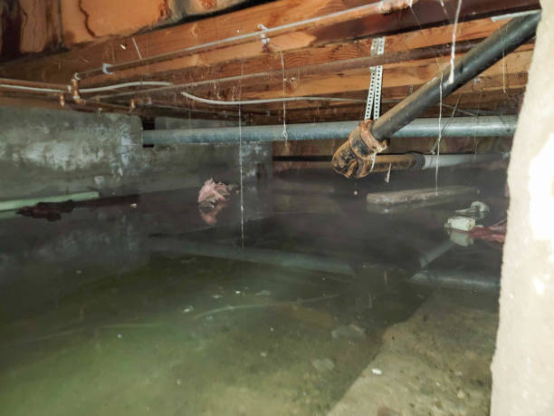 Best Water damage contractors near me  in Kitsap Lake, WA